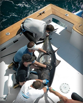 Gulf Stream Charter Fishing Trips from Oregon Inlet