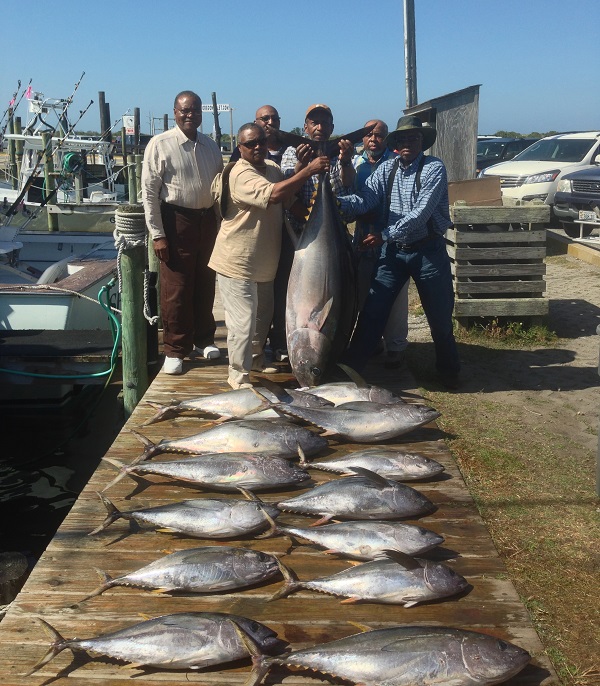 Yellowfin Tuna from the Gulf Stream